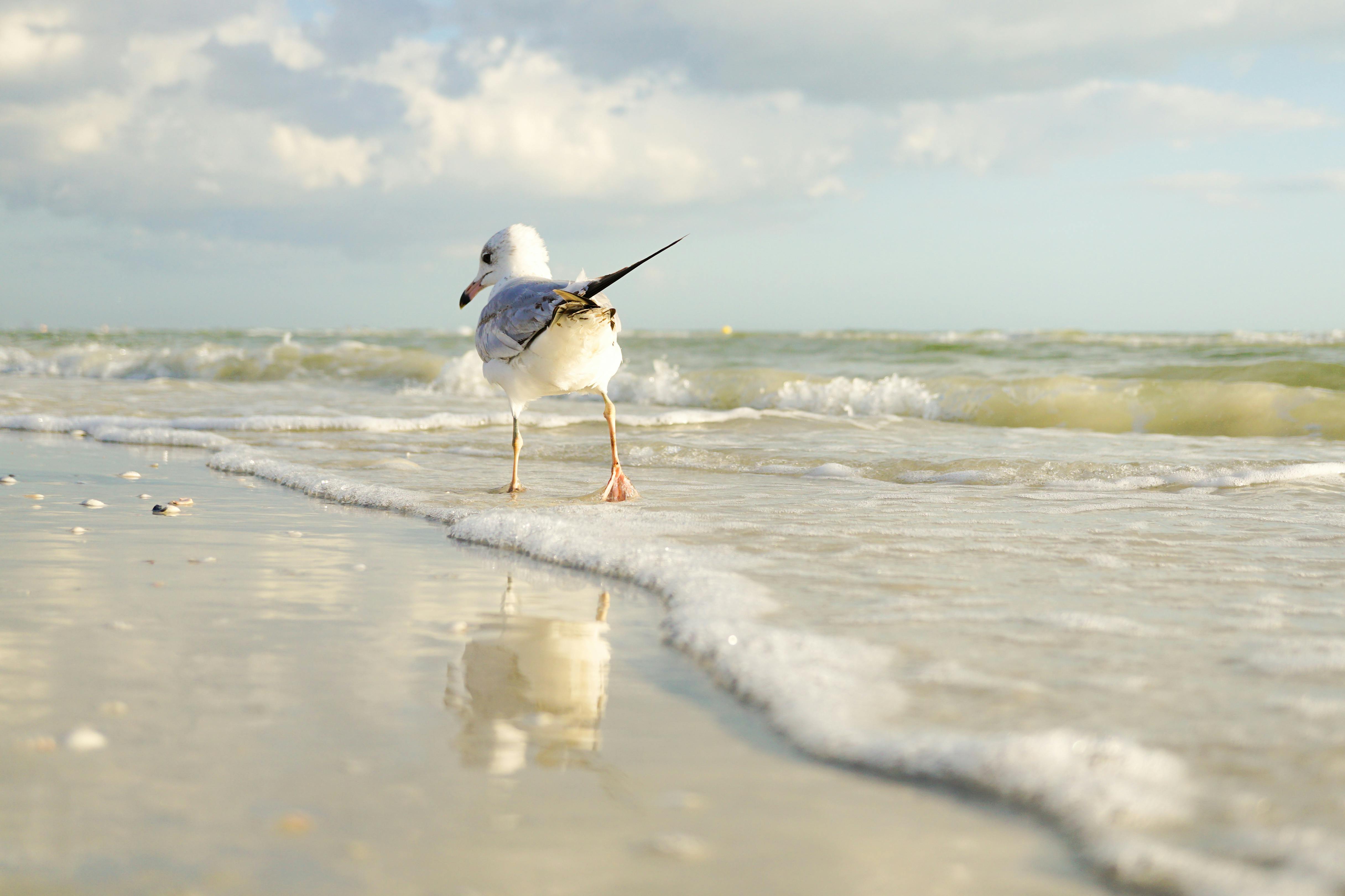 Relax and Recharge in Madeira Beach, Florida: Your Gulf Coast Paradise
